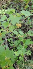 Ribes montigenum