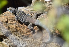 Baja California Rock Lizard photo 2