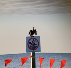 Nannopterum brasilianum