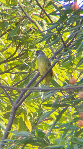 Collared Finchbill