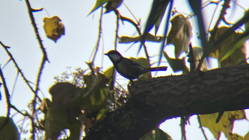 Asian Tit