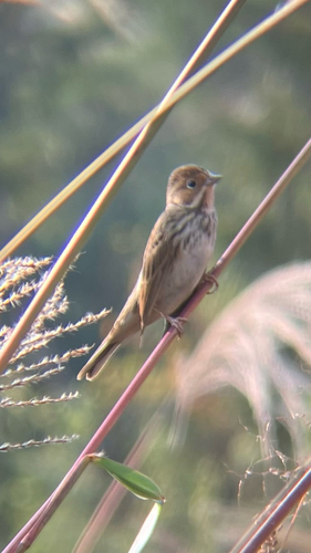 Little Bunting