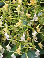 Epidendrum paniculourubambense