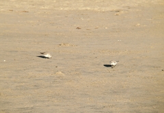 Calidris alba