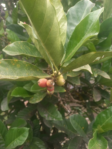 Coffea liberica observed 2025-12-10