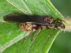 Dolichoderus bispinosus