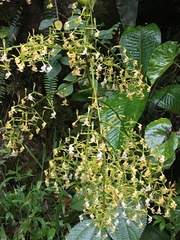 Epidendrum paniculourubambense