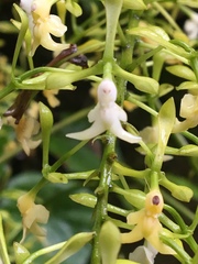 Epidendrum paniculourubambense