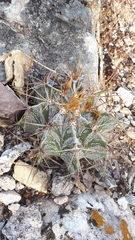 Astrophytum ornatum