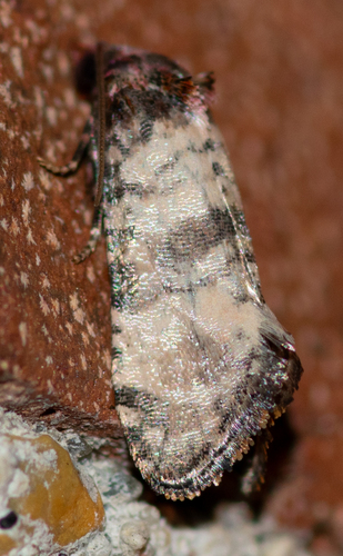 Phalonidia lavana