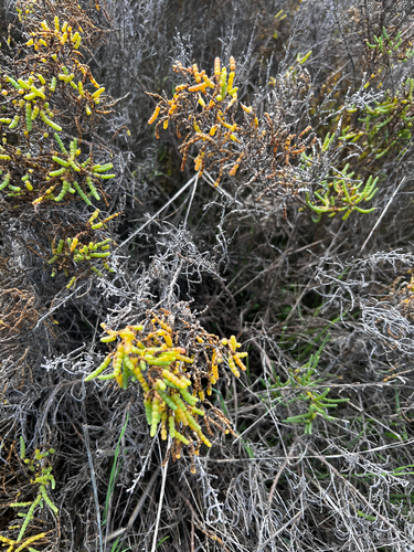 iNaturalist observation photo of Parish's glasswort