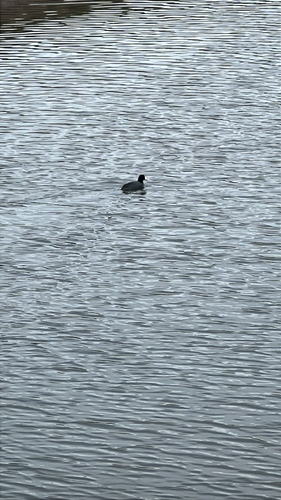 iNaturalist observation photo of American Coot