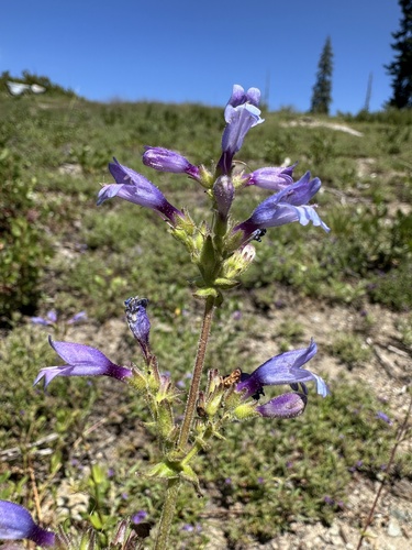 Siskiyou Beardtongue (Penstemon anguineus)
