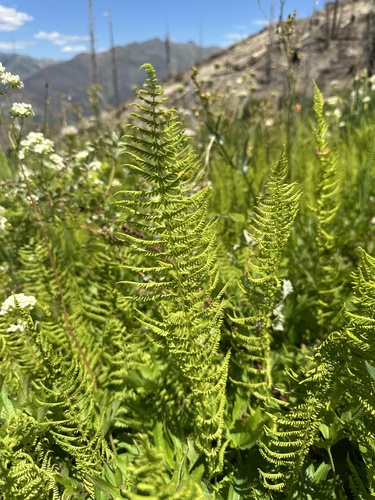 Nevada marsh fern (Amauropelta nevadensis)