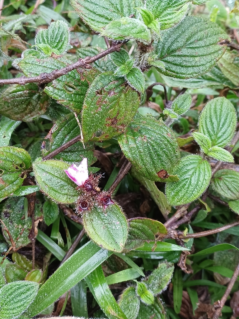 Small-Leaf Osbeckia