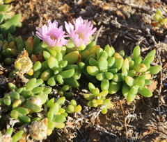 Disphyma australe australe