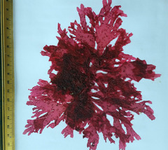 Myriogramme crispata