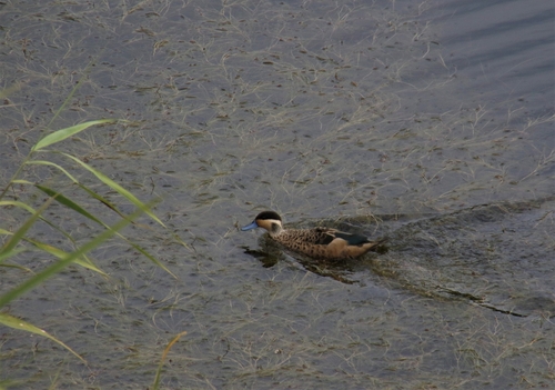 iNaturalist: (c) Richard Meyer, some rights reserved (CC BY-NC), uploaded by Richard Meyer iNaturalist image