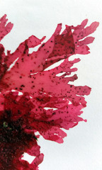 Myriogramme crispata