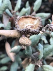 Quercus durata durata