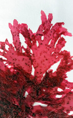 Myriogramme crispata