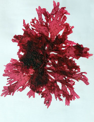 Myriogramme crispata