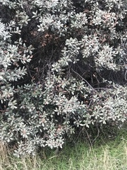 Quercus durata durata