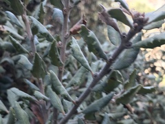 Quercus durata durata