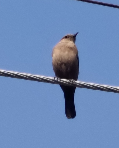 Brown Rock Chat (Oenanthe fusca), photo 10