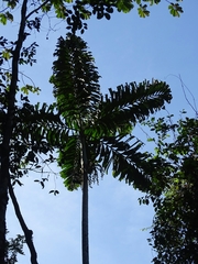 Socratea exorrhiza