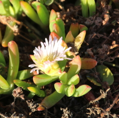 Disphyma australe australe