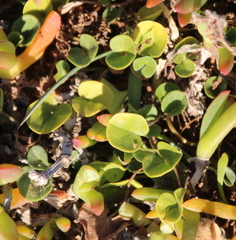 Dichondra brevifolia