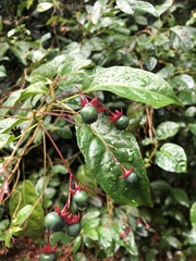 Clerodendrum laevifolium