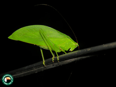 Phylloptera