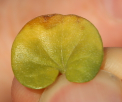 Dichondra brevifolia