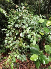 Clerodendrum laevifolium