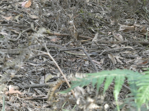 Tiger Snake sighting