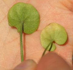 Dichondra brevifolia