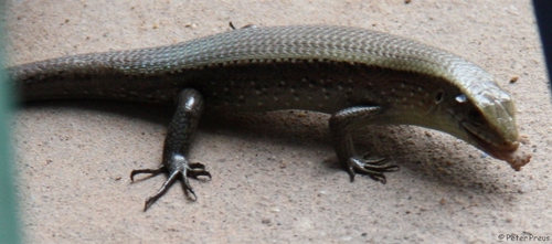 Common Sun Skink
