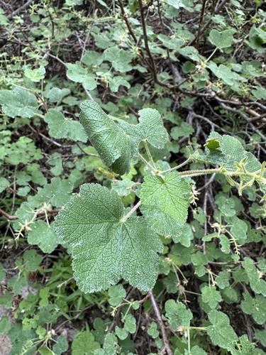 sticky currant (Ribes viscosissimum)