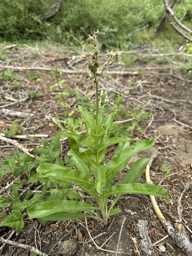 western hound's tongue (Andersonglossum occidentale)