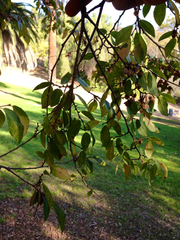 Frangula californica tomentella