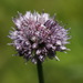 Allium strictum - Photo (c) Ольга Курякова, μερικά δικαιώματα διατηρούνται (CC BY-NC), uploaded by Ольга Курякова