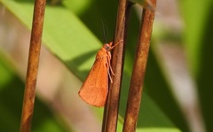 Virbia rubicundaria