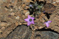 Gilia cana