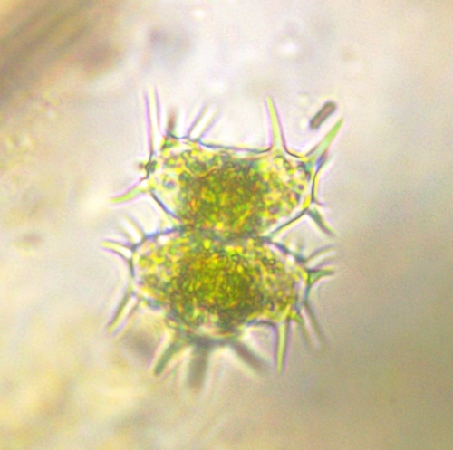 Staurastrum hystrix