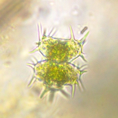 Staurastrum hystrix