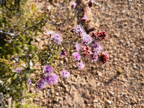 Kunzea parvifolia, photograph 4