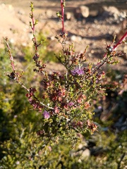 (c) grampianshiker, some rights reserved (CC BY) Kunzea parvifolia, photograph (c) grampianshiker, some rights reserved (CC BY)