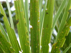 Epiphryne verriculata